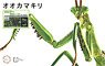 Biology Edition Big Mantis (Clear Green) (Plastic model)