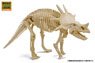 Excavate Dinosaur Fossil Styracosaurus (Plastic model)