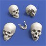 Skulls (90mm) (4 Pieces) (Plastic model)