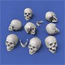 Skulls (54mm) (8 Pieces) (Plastic model)