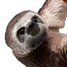Ania AS-26 Sloth (Bradypus Variegatus) (Animal Figure)