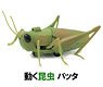 R/C Grasshopper (RC Model)
