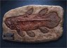 Star Ace Toys Coelacanth Fossil Replica (Completed)