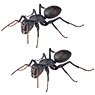 Revo Geo Japanese Carpenter Ant (Completed)
