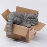 JXK Small The Cat in The Delivery Box 3.0 D (Fashion Doll)