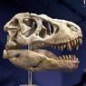 Star Ace Toys T-Rex Head Skull Replica (Completed)