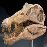 Star Ace Toys Spinosaurus Head Skull Replica (Completed)
